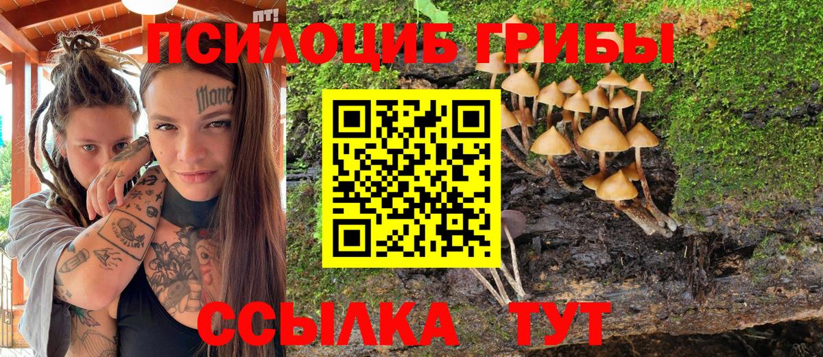 Майкоп  Псилоцибиновые грибы Psilocybine cubensis  Вход с VPN 